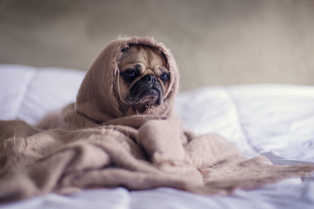image of a tired pug