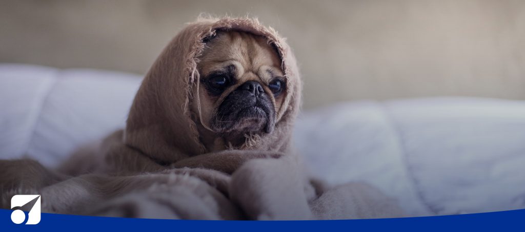 image of a tired pug