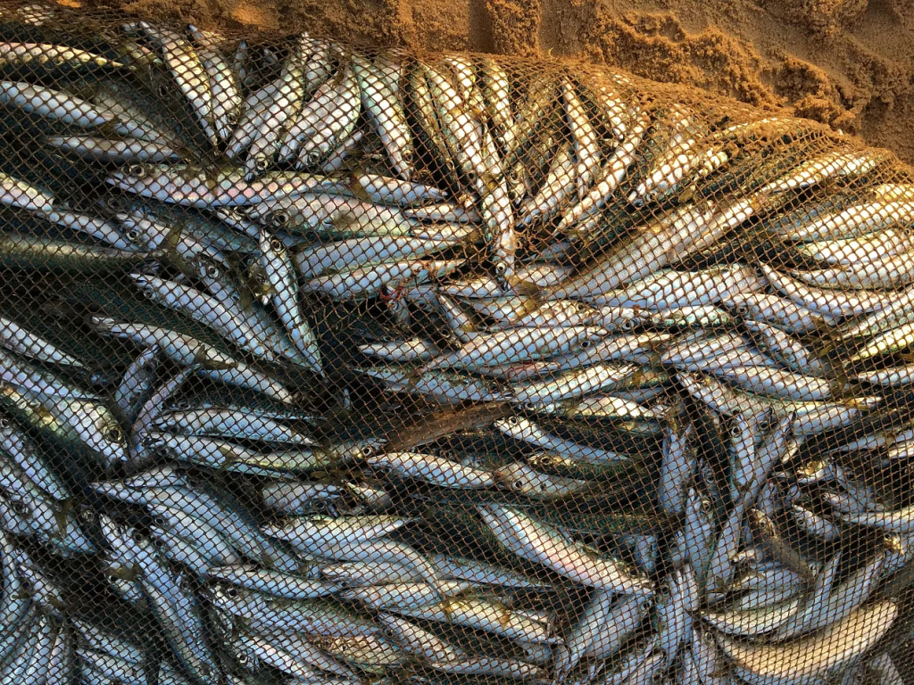 image of fish