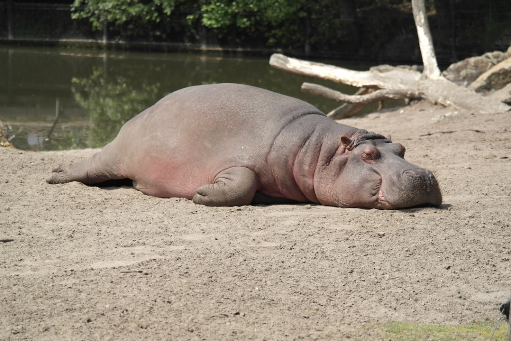 image of a hippo