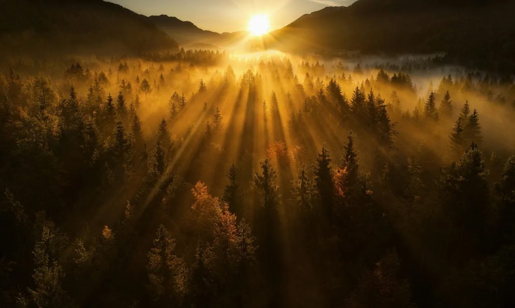 image of a sunset over a forest